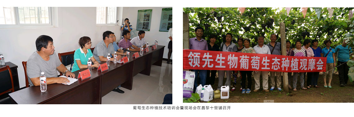 领先生物公司在昌黎十里铺召开葡萄生态种植技术培训会暨现场会 领先生物公司在昌黎十里铺召开葡萄生态种植技术培训会暨现场会