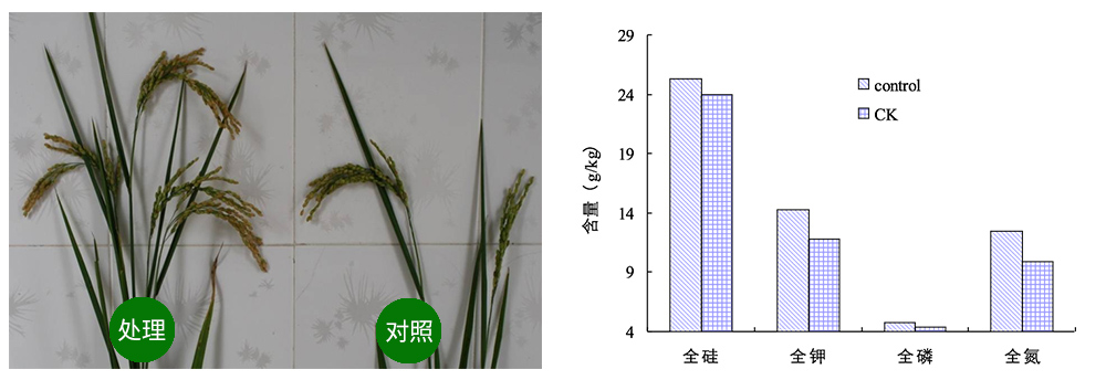 领先生物解硅菌剂助力水稻提质增收 领先生物解硅菌剂助力水稻提质增收