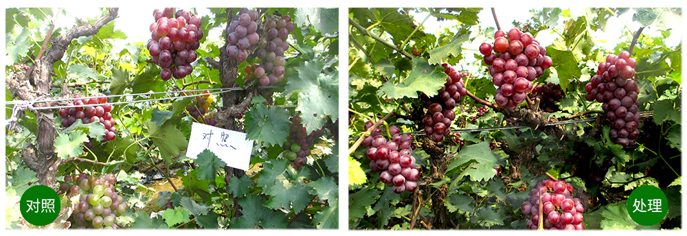 柯加力大量元素水溶肥应用案例 柯加力大量元素水溶肥应用案例